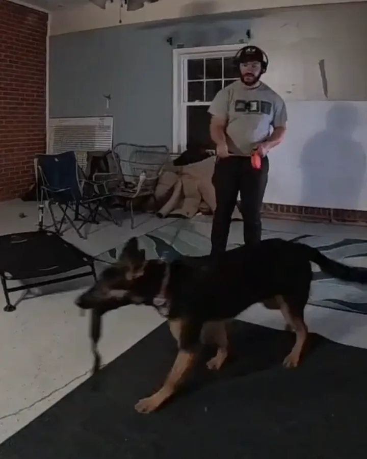Akira, a black-and-tan shepherd puppy, carrying her tug toy across the training room while her trainer looks on
