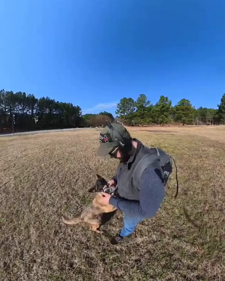 Apollo the Sharkie, a Malinois mix, leaping up beside his trainer in an open field