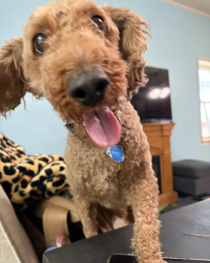 Archie, a curly apricot miniature labradoodle, looking up at the camera with his tongue out