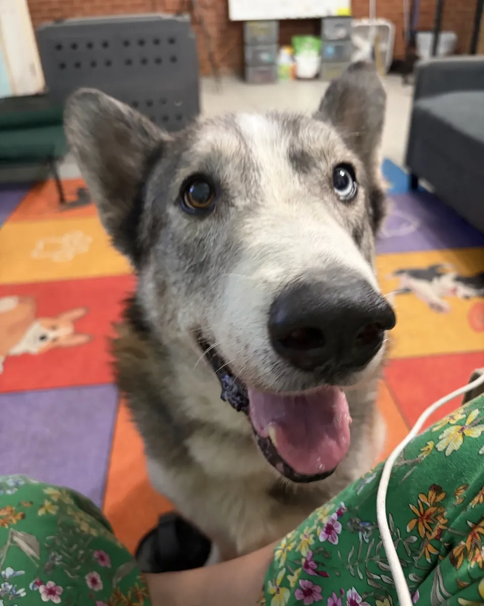Astro, a grey-and-white husky mix with one blue eye, looking up happily at the camera indoors