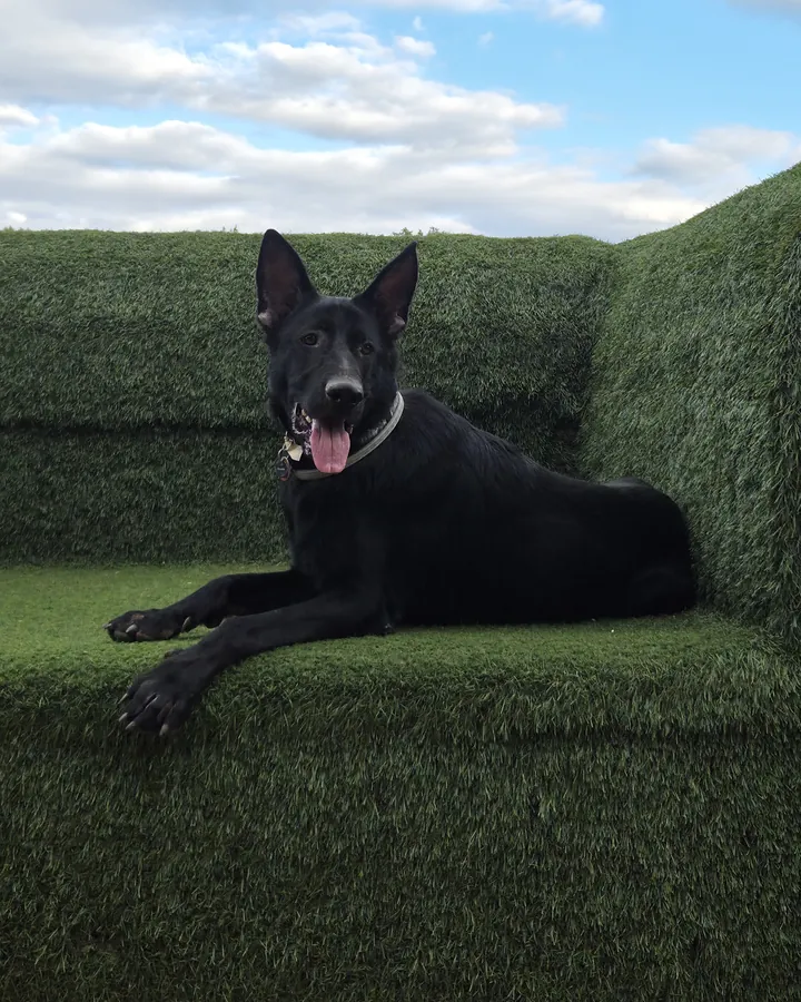 Bandit, a black German Shepherd with tall ears, lying on a giant turf sofa at Dix Park under a blue sky
