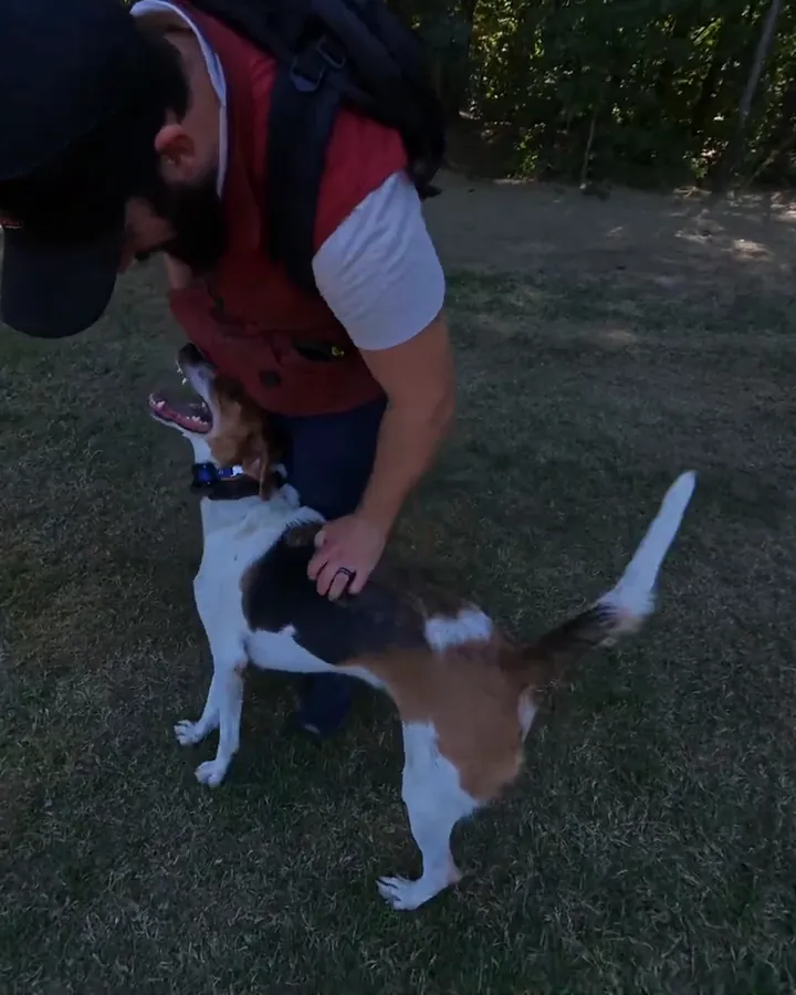 Beo, a tricolor hound with a white blaze, looking up happily as his trainer leans down to pet him on a sunny lawn