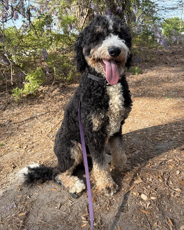 Bernie, a big curly-coated black, white and tan dog, sitting on a woodland path under spring wisteria with his tongue out