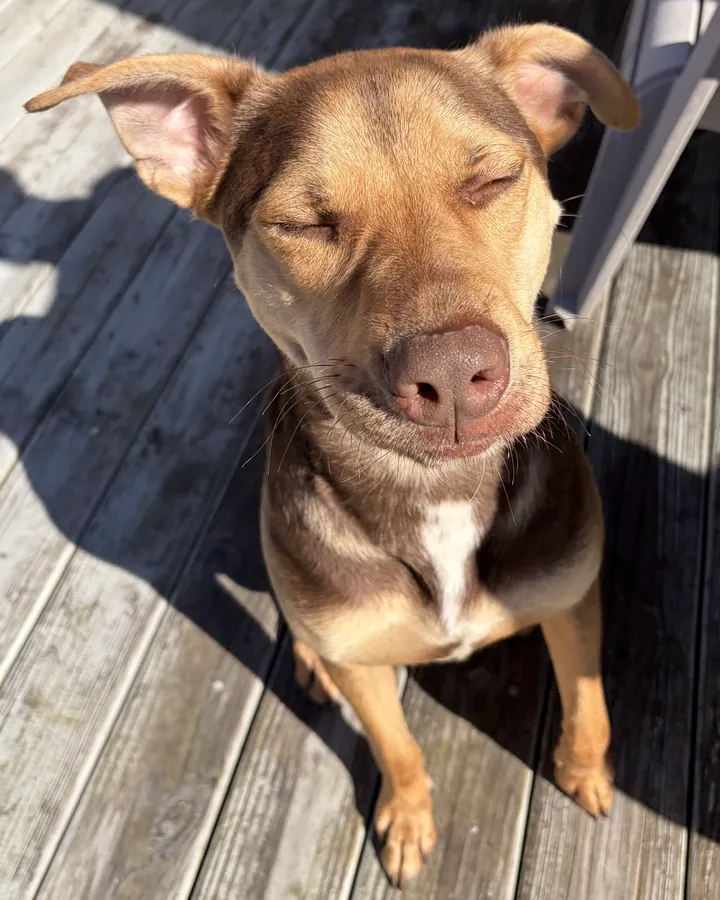 Bo, a slim chocolate-and-tan dog with folded ears, sitting on a sunny deck with his eyes closed