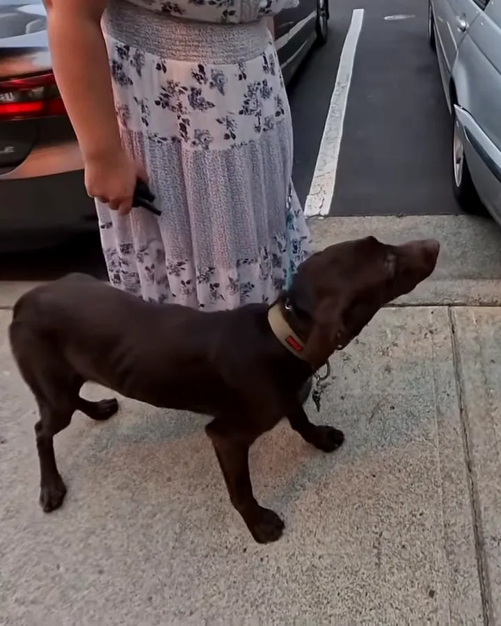 Boog, a young chocolate Lab, standing on a sidewalk and looking up attentively beside his owner at his go-home lesson