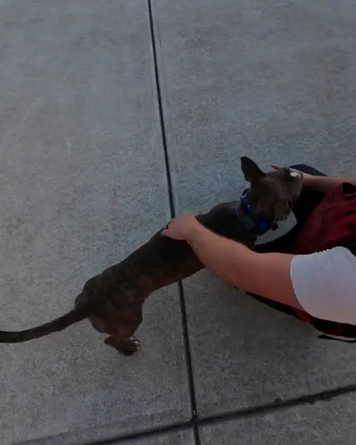 Bun, a young brindle dog with big upright ears and a blue collar, reaching up to greet his trainer on a driveway