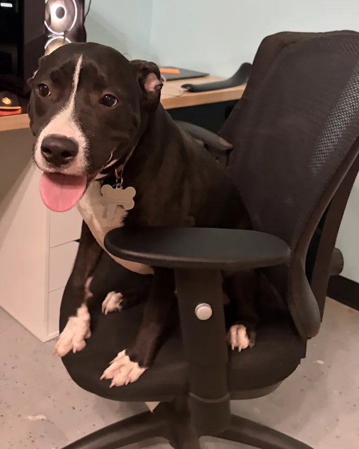 Chunk, a black dog with a narrow white blaze, white muzzle and white chest, sitting up on an office chair with his tongue out