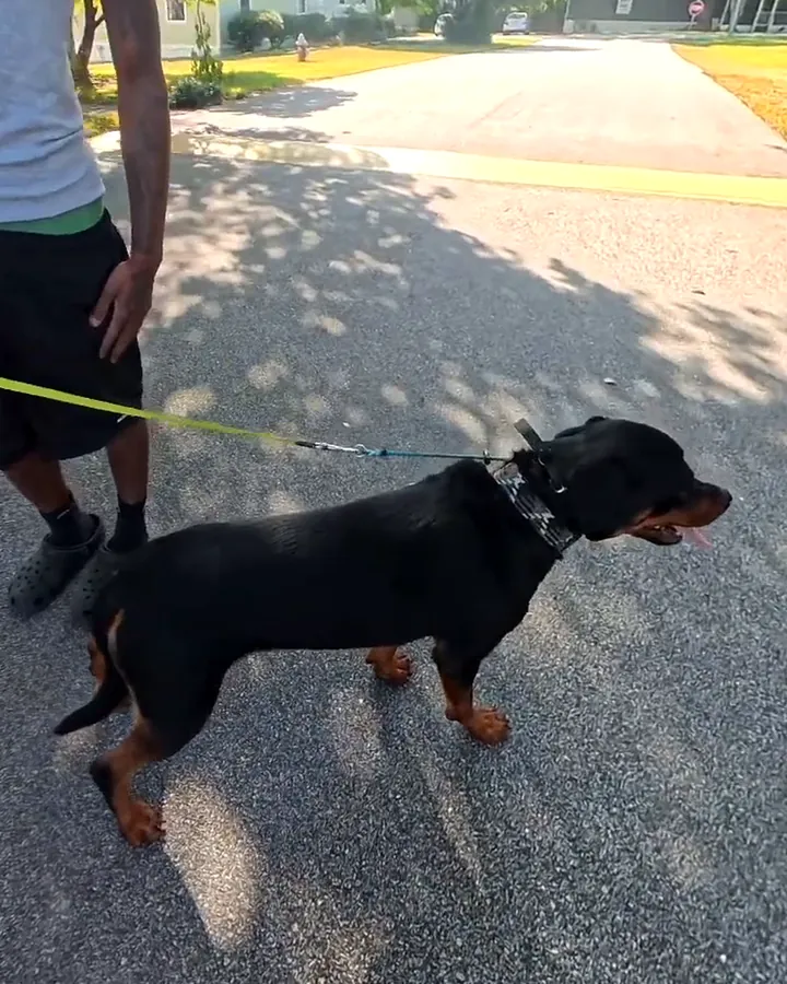 Coco, a black-and-tan Rottweiler, standing relaxed with her mouth open on a sunny street during her go-home walk, her owner beside her holding the lead