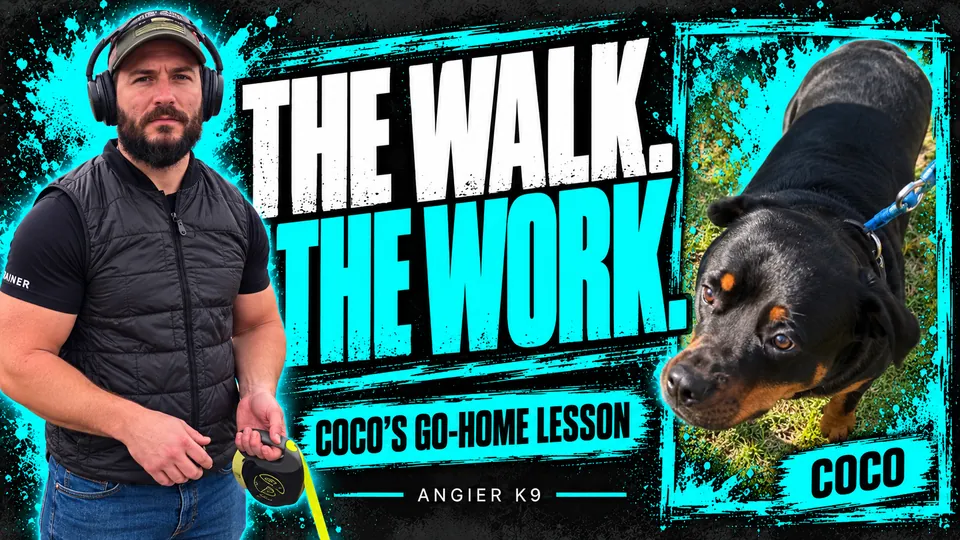 Angier K9 cover for Coco’s go-home film