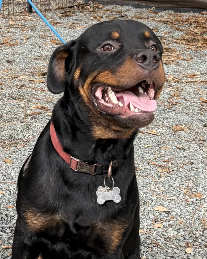 Deuce, a young Rottweiler in a red collar with a bone-shaped tag, smiling with his mouth open in a gravel training yard