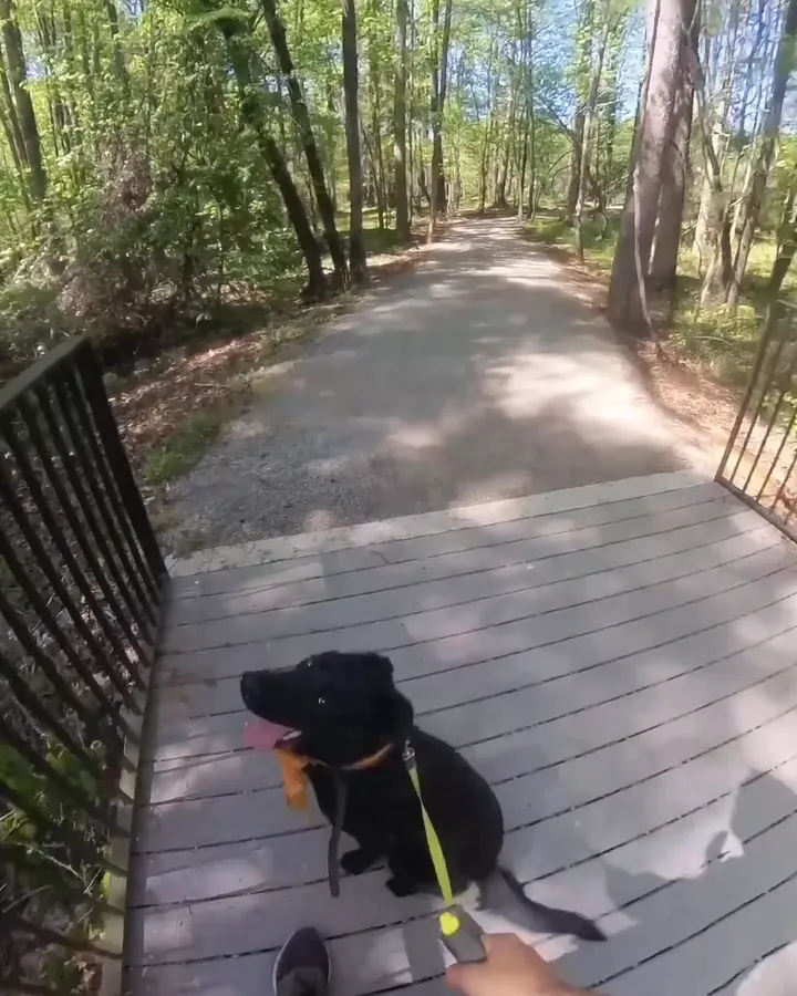 Dory, a black dog with an orange collar, sitting on a wooden footbridge on a sunny woodland trail, tongue out