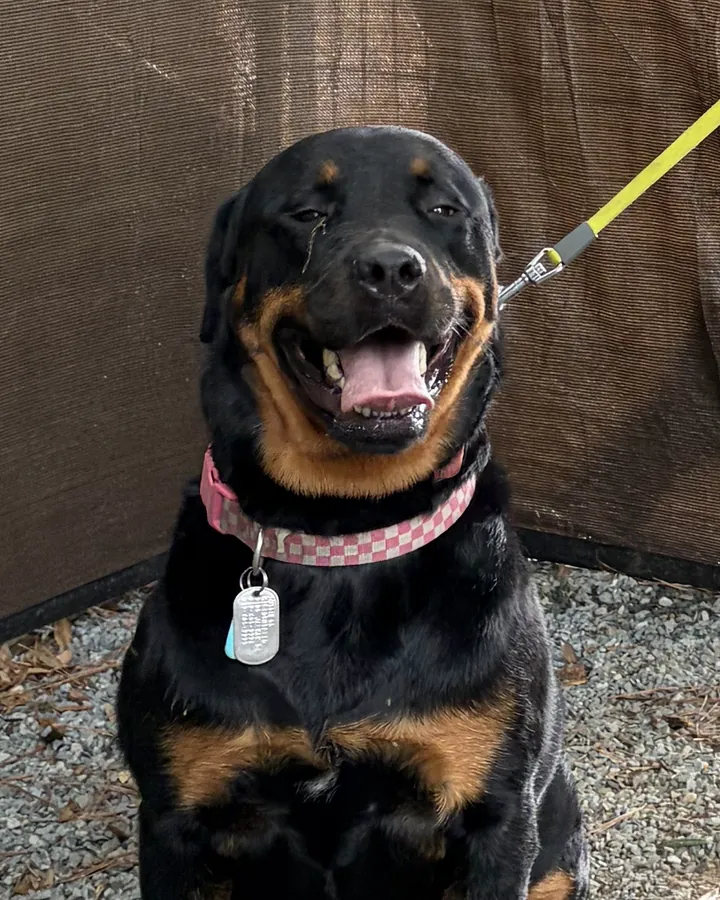 Dutchess, a Rottweiler in a pink checkered collar, smiling with her mouth open in front of a shade-cloth fence