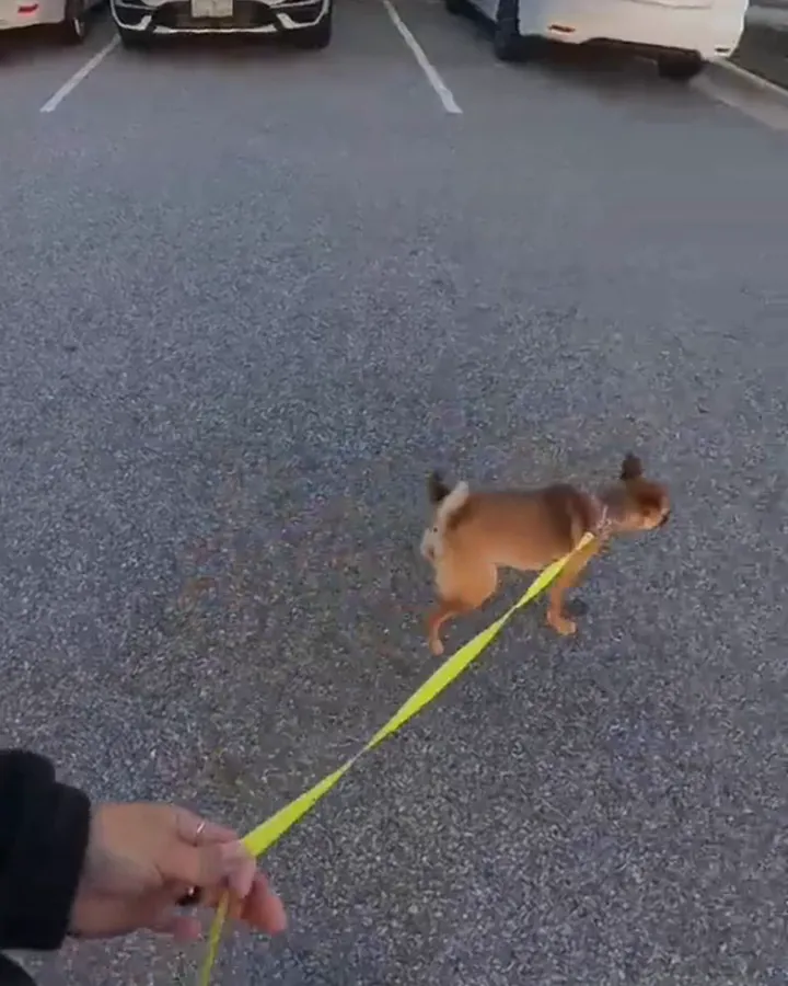 Fiona, a small fawn chihuahua-pug mix, trotting on a yellow leash across a parking lot on her go-home walk