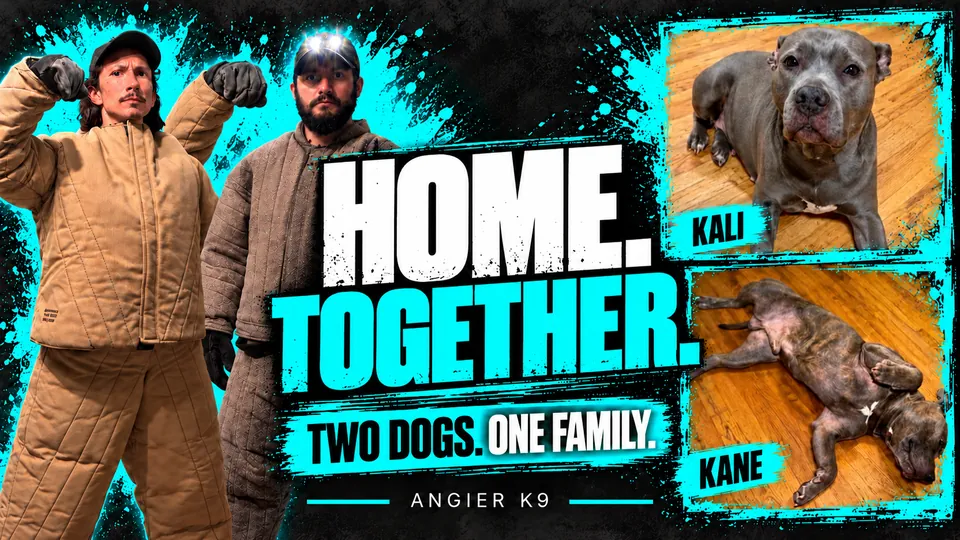 Angier K9 cover for Kali & Kane’s film, “Home. Together. Two dogs. One family.”, with two Angier K9 trainers and photos of Kali and Kane