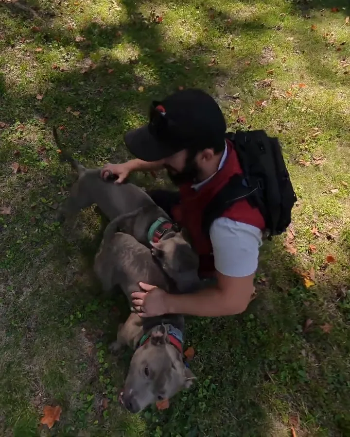 Kali (blue-grey) and Kane (brindle) crowding in for praise as their trainer kneels with them in their backyard
