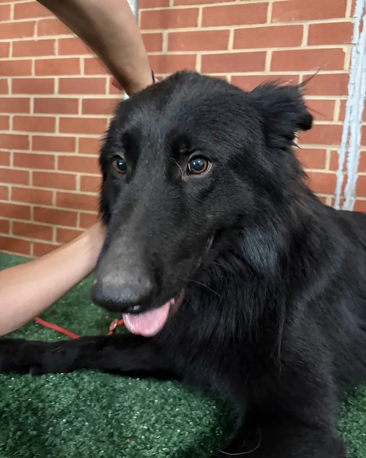 King, a young black shepherd with a thick coat, resting on a green turf platform with his tongue out
