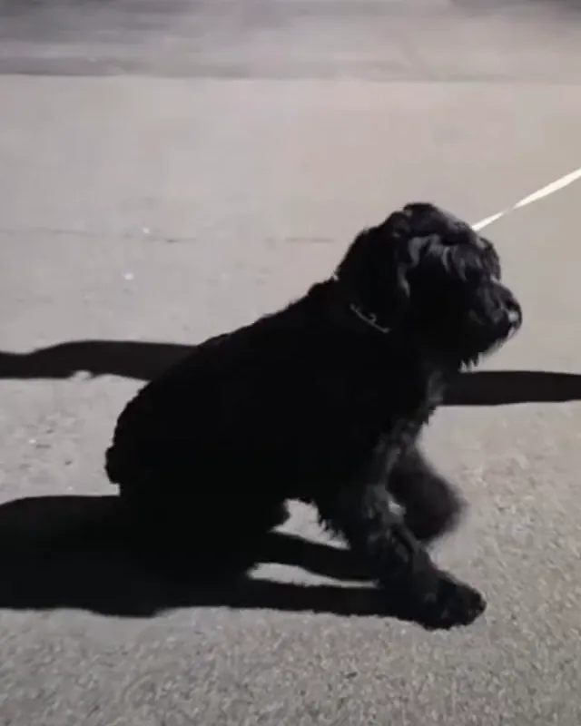 Marvin, a big black Giant Schnauzer with a shaggy coat and beard, sitting on a yellow lead in a parking lot at night