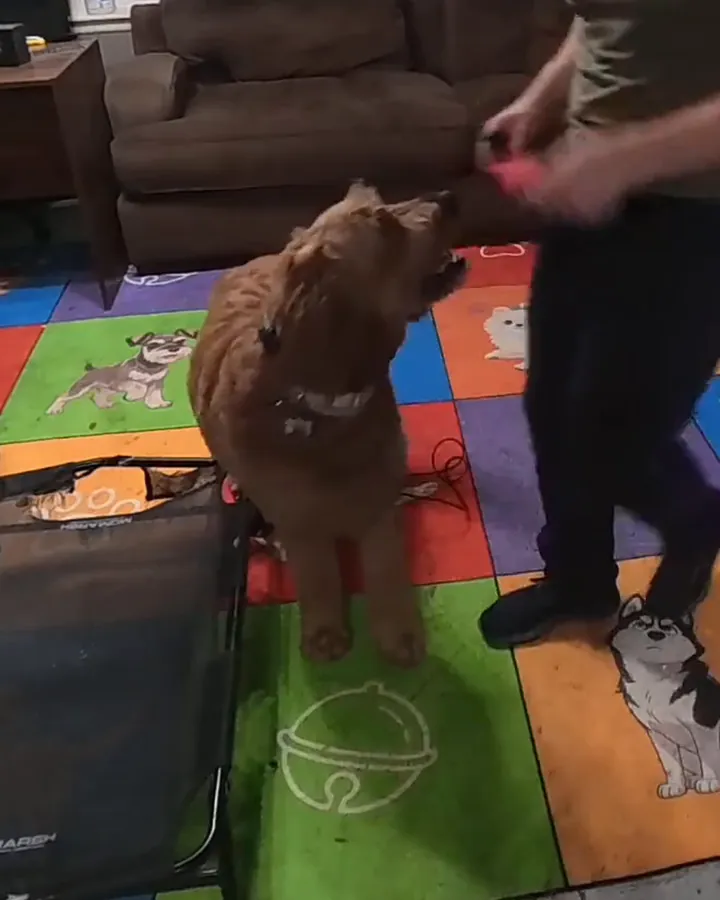 Max, an apricot Goldendoodle, sitting on a dog-print play mat and looking up at his trainer’s tug toy