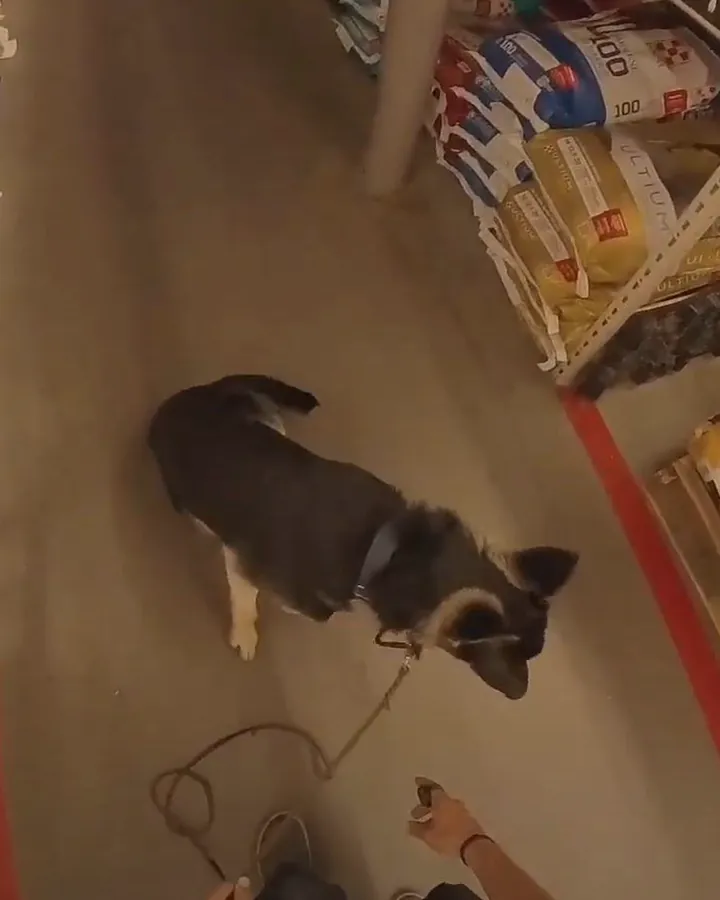 Max, a young black German Shepherd with tan cheeks and white paws, standing in a feed-store aisle during a training session