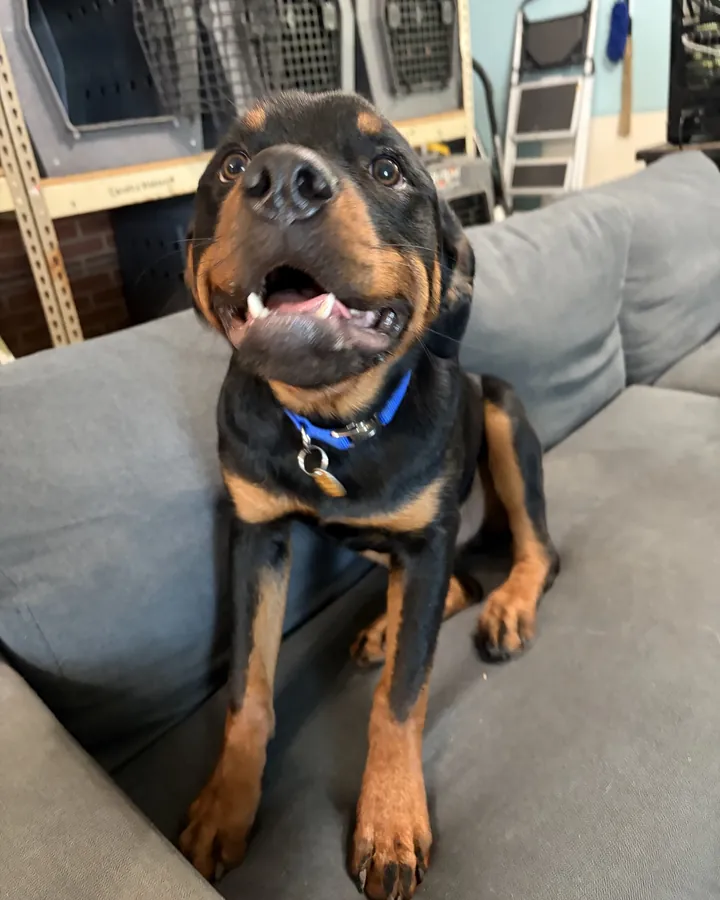 Mazi, a young black-and-tan Rottweiler in a blue collar, grinning up at the camera from a grey couch