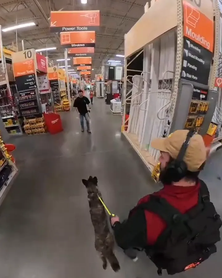 Penny, a young shepherd-Akita mix, walking on a yellow leash in a store aisle during a training session