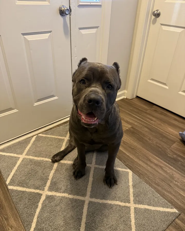 Reaper, a large brindle dog, sitting calmly on a rug by a front door