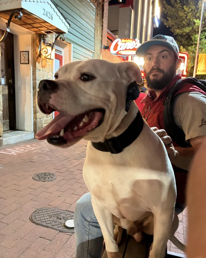 Rocko, one of the two dogs in this story, smiling on a sidewalk with his trainer crouched behind him