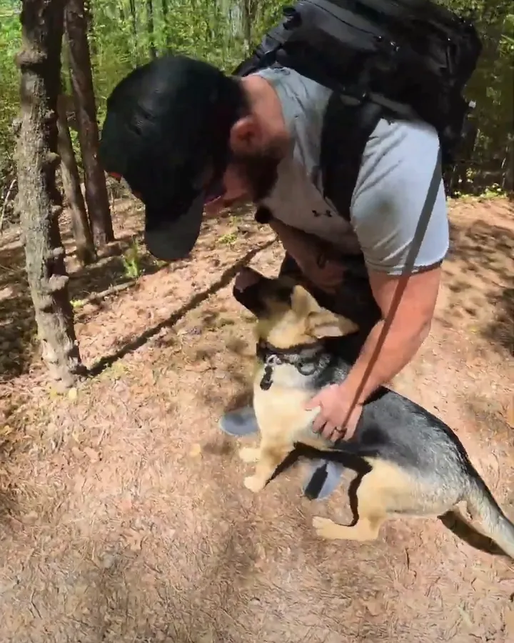 Rocky, a young black-and-tan German shepherd-Lab mix, looking up as his trainer praises him on a forest trail