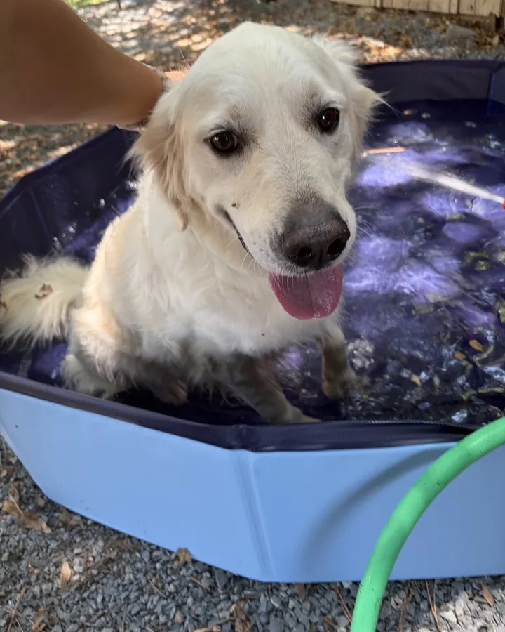 Ramsey, a cream golden retriever puppy, smiling in a paddling pool at the Angier K9 facility