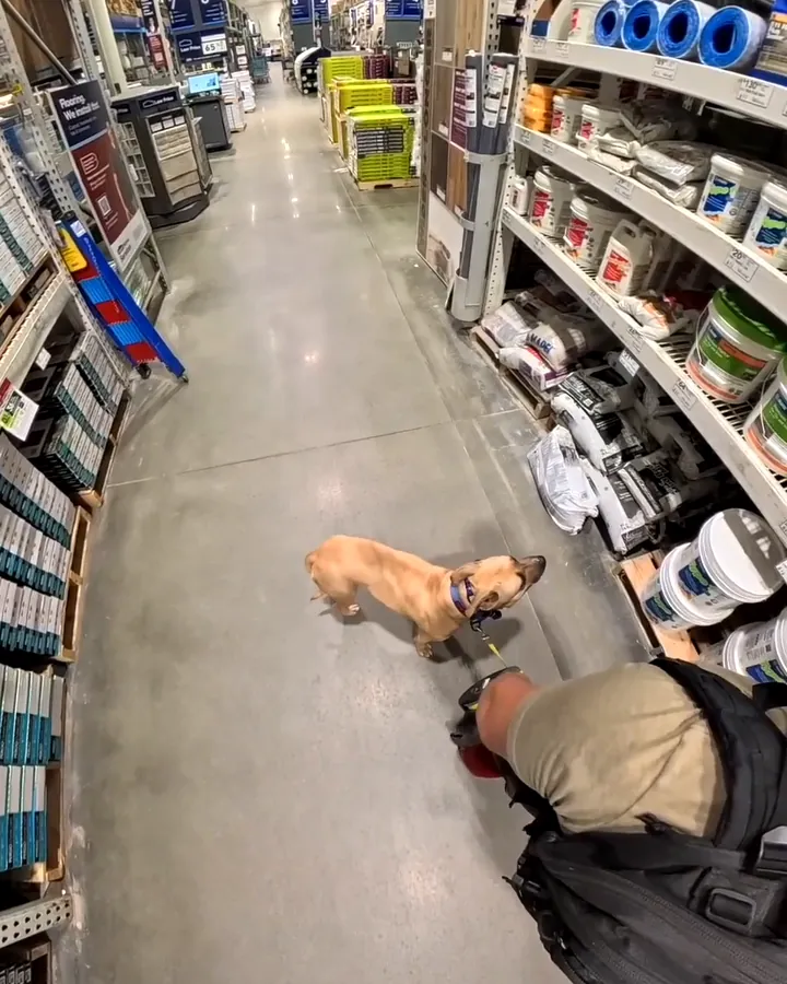 Sage, a tan dog with a dark muzzle, standing on a leash in a Lowe’s aisle and looking up at her trainer