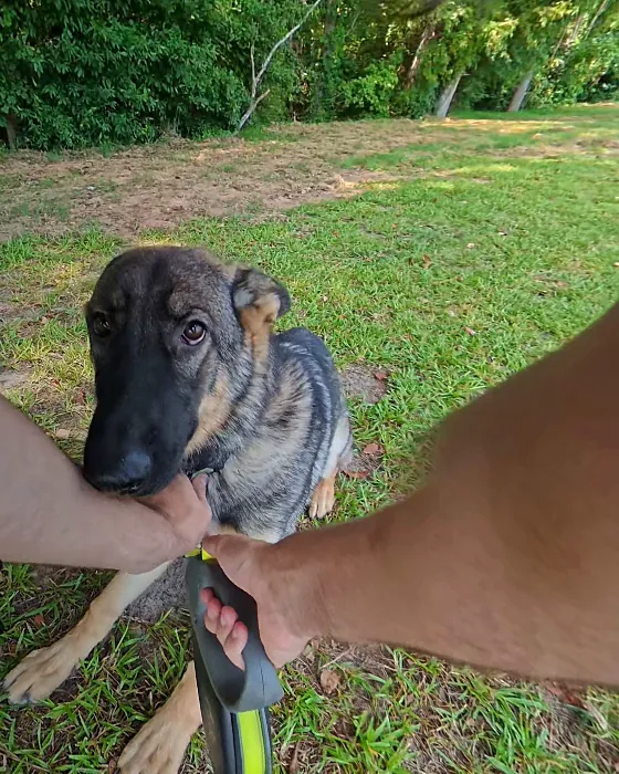 Shadow, a dark sable German Shepherd puppy, sitting in the grass and looking up at the camera between her trainer’s hands