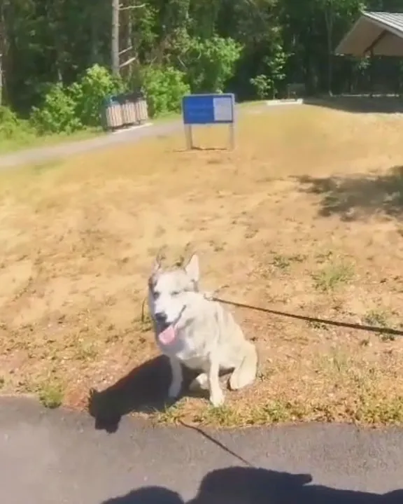 Shadow, a grey-and-white Siberian Husky, sitting on the grass beside a park path with his tongue out, on his owner’s leash