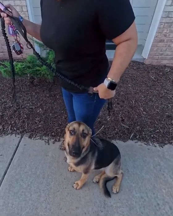 Stormi, a black-and-tan dog, sitting on the sidewalk beside her owner at her go-home lesson and looking up at the camera