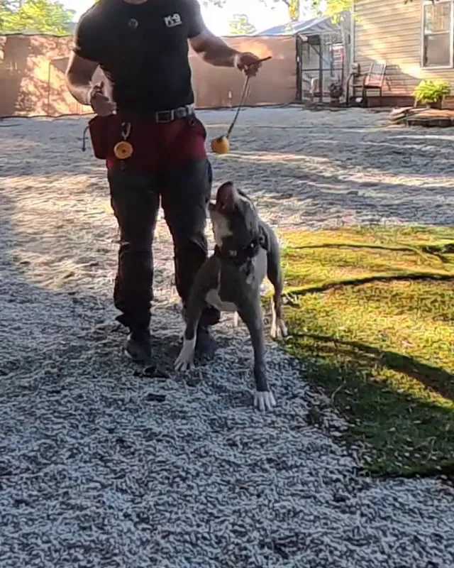 Thor, a grey puppy with a white chest, standing up toward a tug toy his trainer holds in the training yard