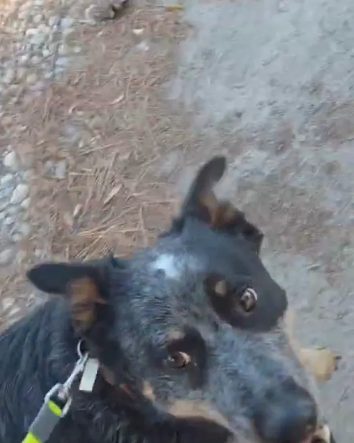Wiley, a blue heeler with a white forehead fleck and an orange collar, looking up at the camera on his leash at home