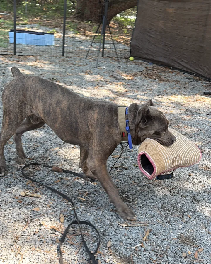 Zeus, a brindle Cane Corso in a wide tan collar, carrying a jute tug sleeve across the gravel training yard