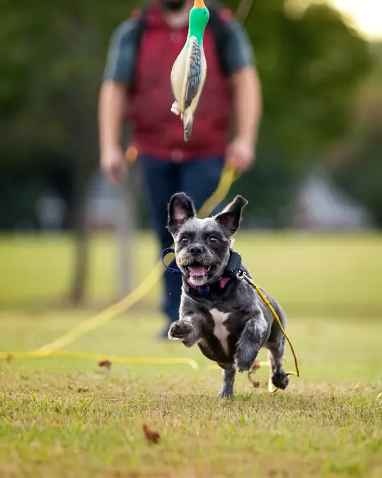 Indya running across a training field