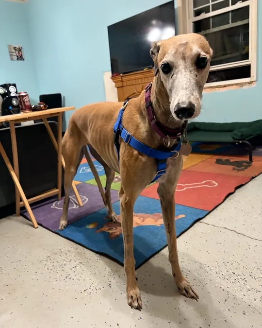 KitKat, a tall, slim tan dog in a blue harness, standing in the Angier K9 training room