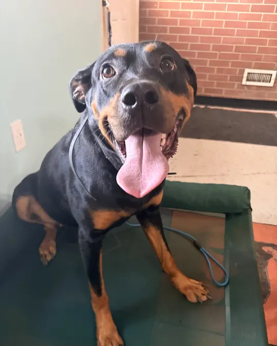 Muna sitting on a training cot, tongue out