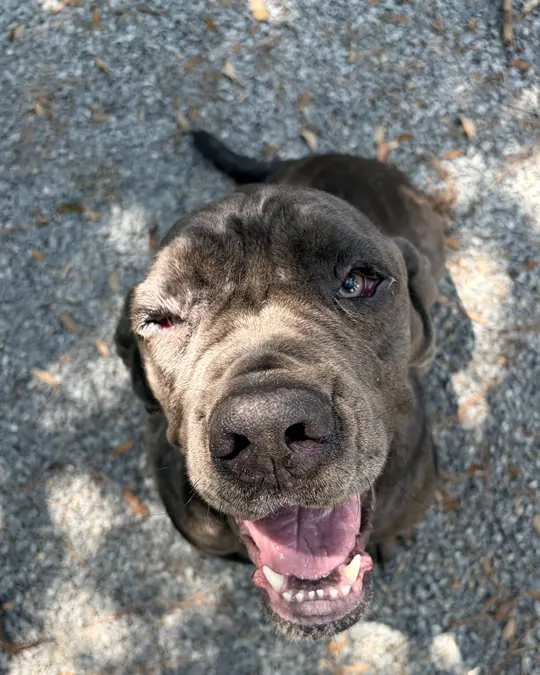 Reba looking straight up at the camera on a shaded gravel path, mouth open and relaxed