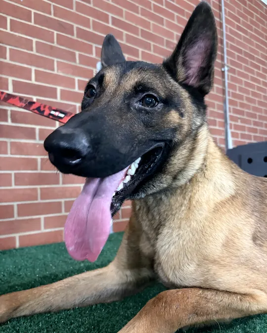 Savage lying on green turf in front of a brick wall, ears up and tongue out