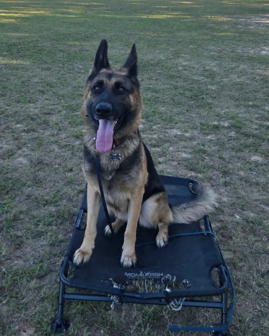 Sofia sitting tall on a raised training cot in a wide, sunny field