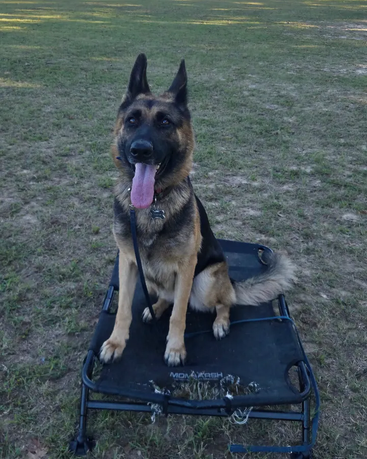 Sofia sitting tall on a raised training cot in a wide, sunny field