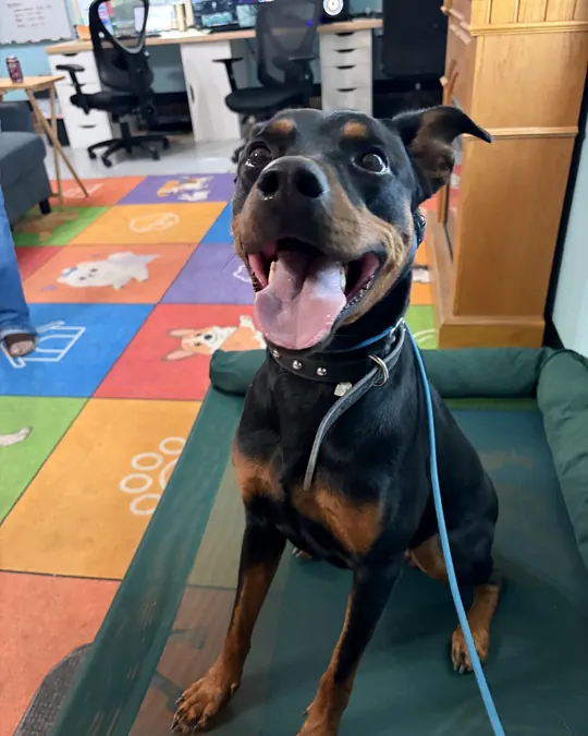 Tesla sitting on a training cot with an open-mouthed grin