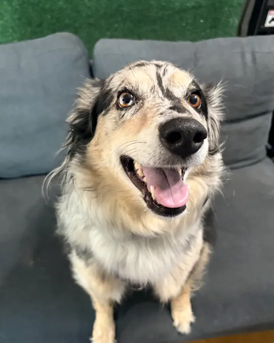 Whiskey sitting on a grey couch with a big open-mouthed grin