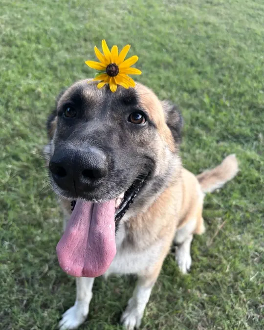Zuri Chan sitting in the grass with a sunflower on her head and her tongue out