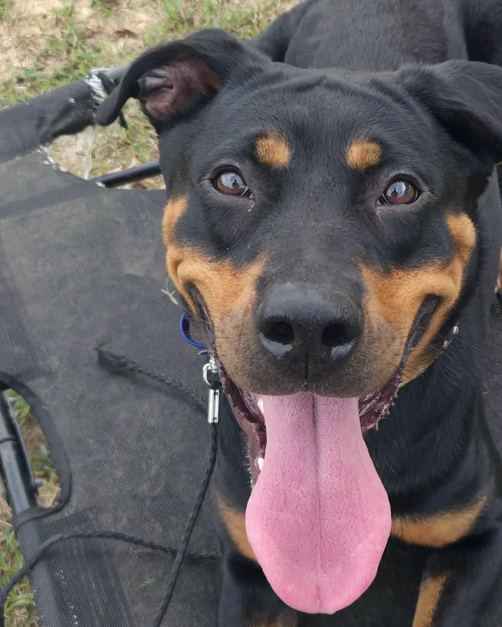 A black-and-tan dog relaxed on a place cot, looking up into the camera
