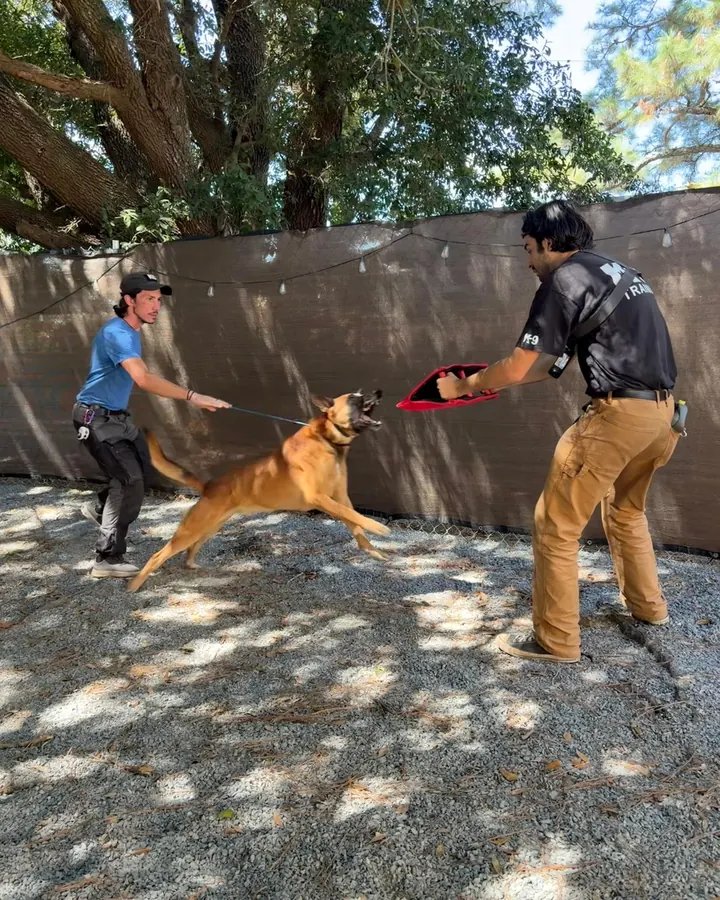 A dog leaping for a tug held by a trainer while a second trainer handles the line