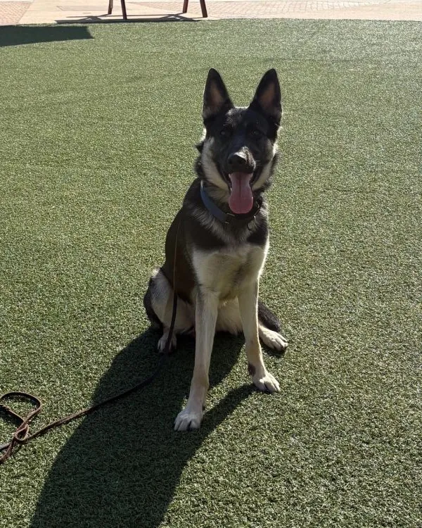 A young German Shepherd sitting calmly on turf in a public plaza