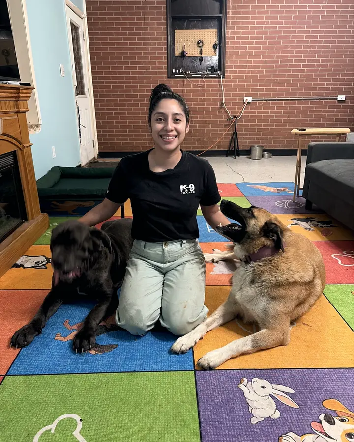 Gemma kneeling on a colorful training-room mat between two large dogs